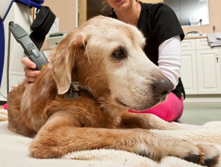 Laser Therapy for Pets