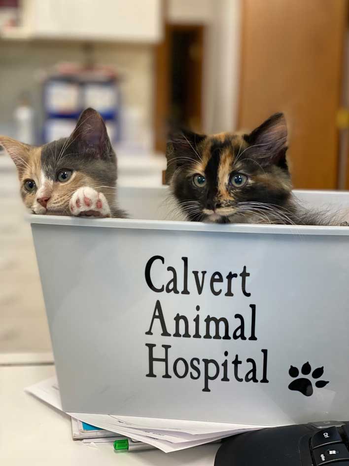 Animal hospital discount for cats