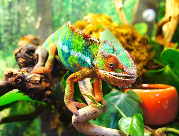 Reptile veterinarians best sale